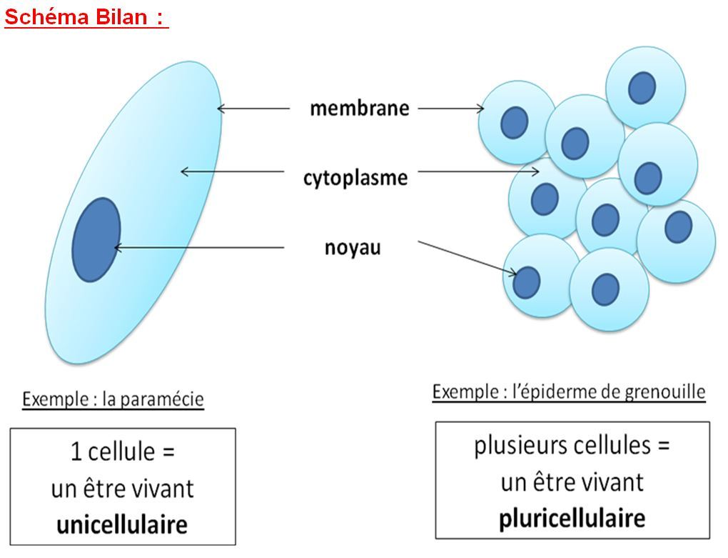 D finition De Organisme Pluricellulaire FYNSR