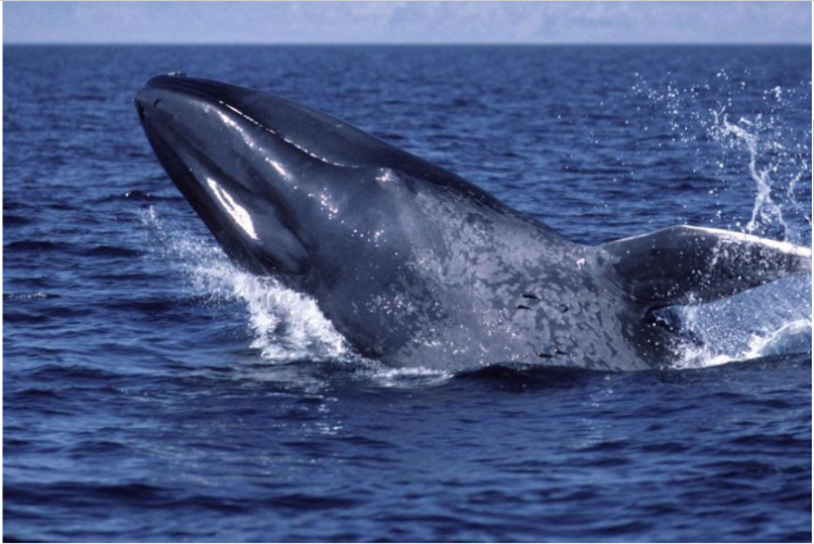 La baleine bleue 5A Ibtisseme SVT Jules Michelet