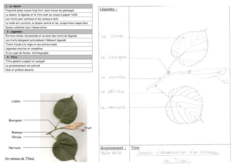 Le Dessin D’observation – SVT Jules Michelet