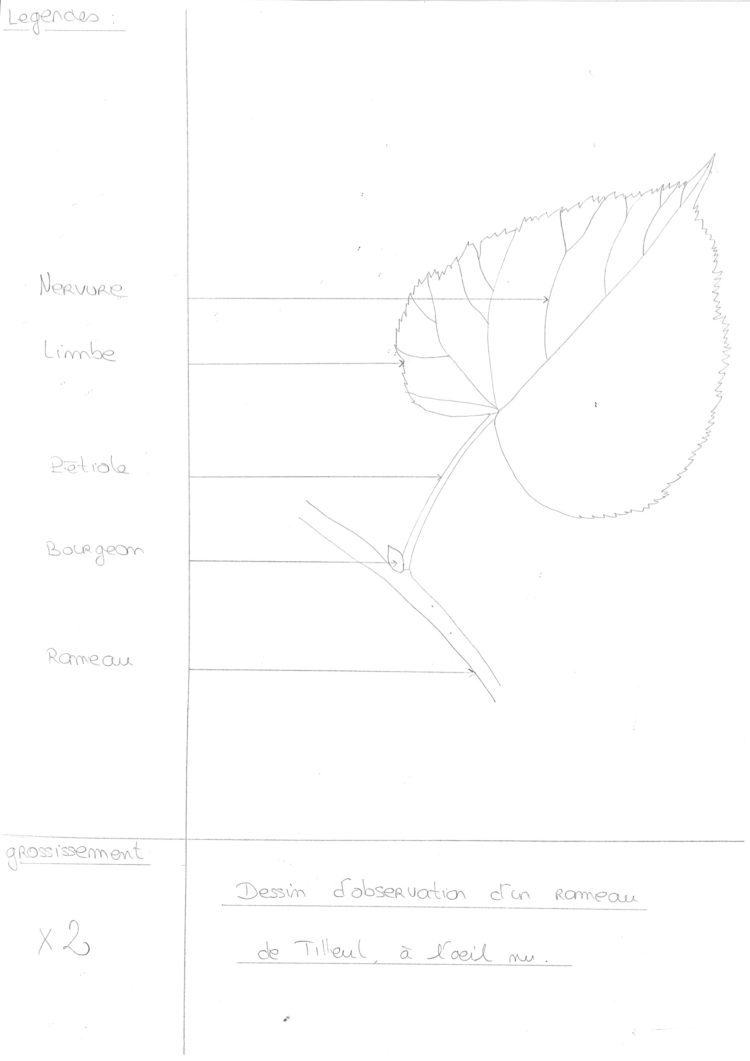 Fiche Méthode Dessin D Observation Svt Collège